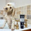 Animology White Wash White Dog Shampoo 250ml 2