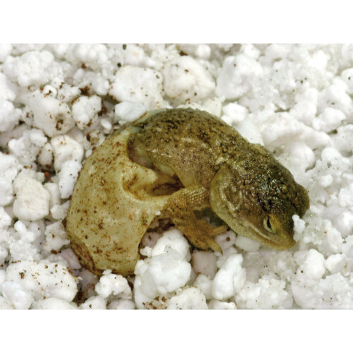 Lucky Reptile HR-2 HatchRite, 2 Litre 2