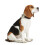 Hunter HUNTER Alu Strong Collar, Large, Brown 4