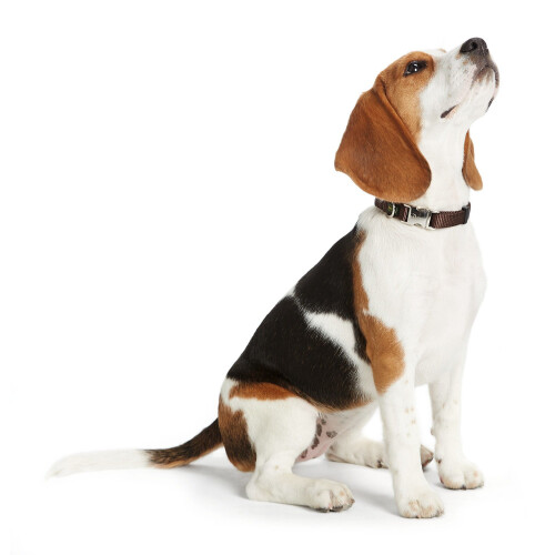 Hunter HUNTER Alu Strong Collar, Large, Brown 2