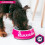 Eukanuba Eukanuba Puppy Dog Food For Large Dogs Rich In Fresh Chicken For the Optimal Body Condition of Your Dog 3kg 4