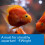 API Freshwater Aquarium Salt, 65-Ounce 7