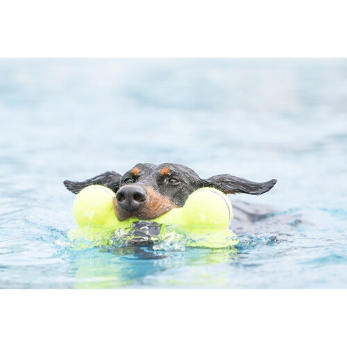 KONG KONG Air Dog Squeaker Bone Dog Toy - Medium 1