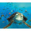 Disney Finding Nemo (2 Disc Collector's Edition) [DVD] [2003] 9