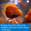 API Stress Zyme Freshwater and Saltwater Aquarium Cleaning Solution, 237 ml 6
