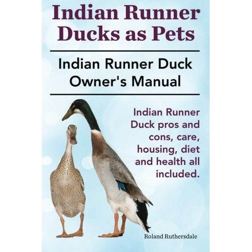 Indian Runner Ducks as Pets. Indian Runner Duck pros and cons, care