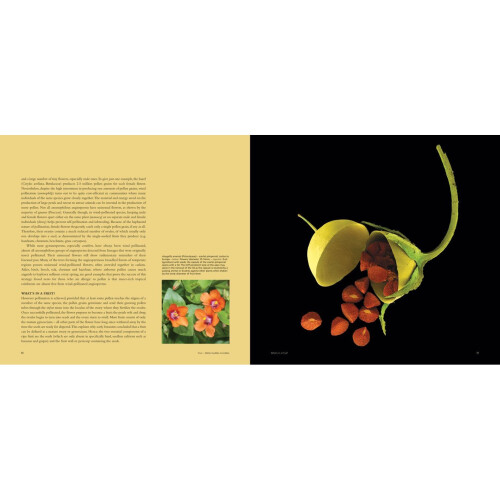 Fruit: Edible, Inedible, Incredible (compact edition) 1