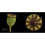 Fruit: Edible, Inedible, Incredible (compact edition) 6