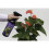 GrowthTechnology Houseplant Myst 750ml 2