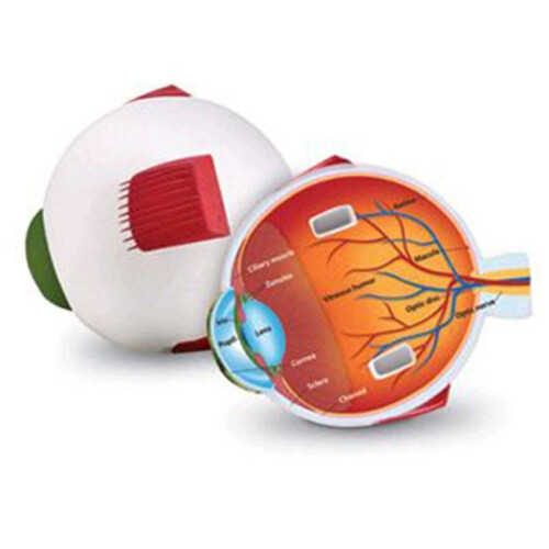 Learning Resources Learning Resources LER1907 Cross-Section Eye Model