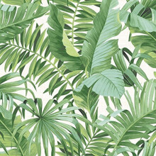 Tropical Leaf Wallpaper Palm Tree White Green A Street Prints Paste Th