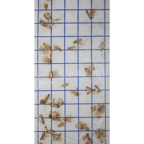 Pack of 20 Entopest Clothes Moth Pheromone Replacement Refill Pads 2
