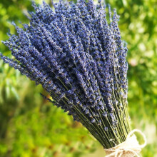 TooGet Fasci di lavanda ultra blu essiccati con oltre 200 steli (lunghi 16"" - 18"") per decorazioni per la casa, regali artigianali, matrimoni o q
