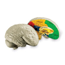 LEARNING RESOURCES LER1903 HUMAN BRAIN CROSSSECTION MODEL