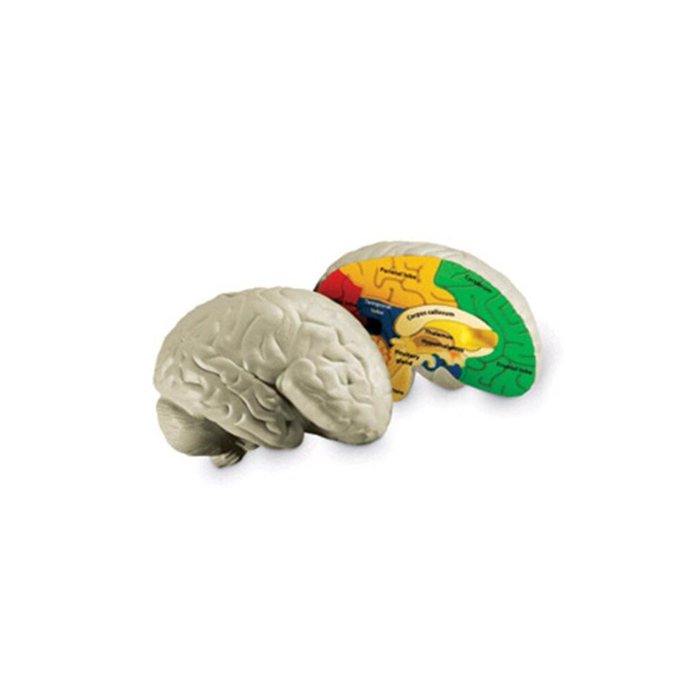 LEARNING RESOURCES LER1903 HUMAN BRAIN CROSSSECTION MODEL