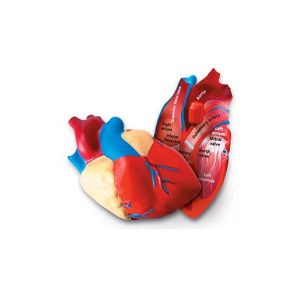 LEARNING RESOURCES LER1902 HUMAN HEART CROSSSECTION MODEL