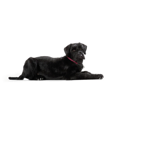 Hunter HUNTER Freestyle Training Adjustable Collar with Stop Ring, 35/8 cm, Raspberry 1