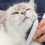 Catit Catit Longhair grooming kit 4