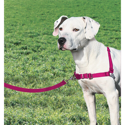 PetSafe PetSafe, Easy Walk Harness, Medium, Pink, 1.8 metre lead, No Pull, Training, Adjustable, for small / medium / large dogs 1