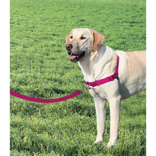 PetSafe PetSafe Easy Walk Harness for Small/Medium/Large Dogs, Large, Pink 1