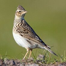 Skylark birdsong greeting card with sound. Great gift for birdwatchers.