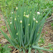 HERB WELSH ONION (ALLIUM FISTULOSUM) 2000 SEEDS