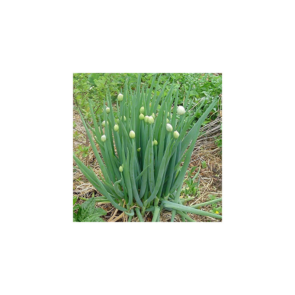 HERB WELSH ONION (ALLIUM FISTULOSUM) 2000 SEEDS