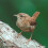 Wren bird greeting card with sound 1
