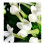 Yodeyma Women's Iris 100 ml Eau de Parfum 3