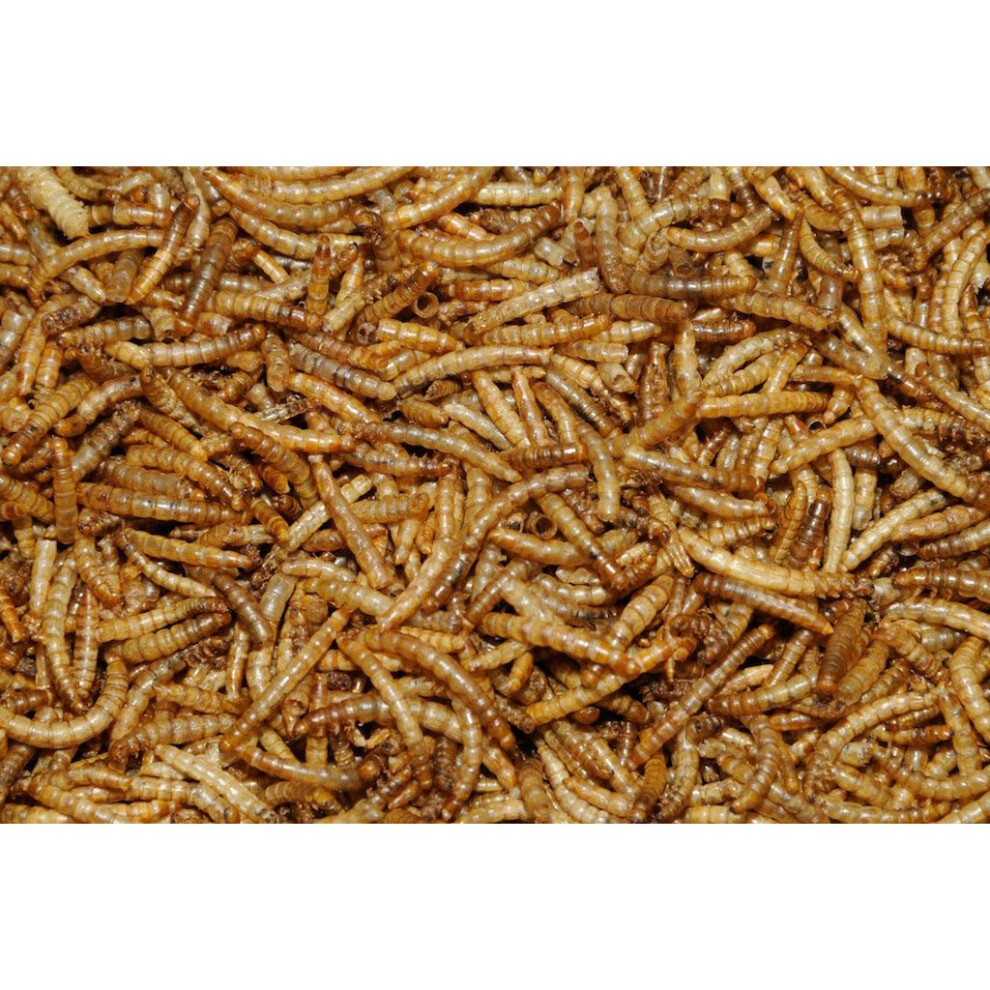 2.5 kg Dawn Chorus Dried Mealworms for Wild Birds