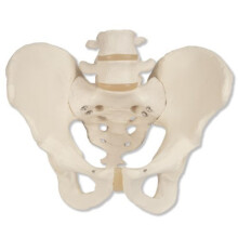 3B Scientific Human Anatomy - Male Pelvic Skeleton Model