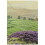 Yorkshire Tea Yorkshire Gold Tea, 80 Tea Bags 5
