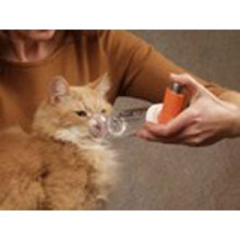 Aerokat Feline Inhalation Chamber