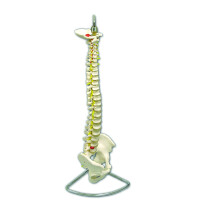 Life Size Flexible Vertebral Column with Pelvis, Highly Detailed, For Science or Medical Classroom, Doctor's Office or Clinic, Helps Demonstrate...