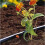 Gardena Gardena Fordelerrør 4,6 mm (3/16") 15M 1350-20 2