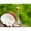 Coconut Miracle Oil Conditioner 385ml 5