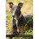 Retired Greyhounds: A Guide to Care and Understanding 1