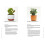 Prick: Cacti and Succulents: Choosing, Styling, Caring 5