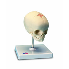 3B Scientific A26 Human Anatomy - Fetal Skull Model on Stand(Foetal)