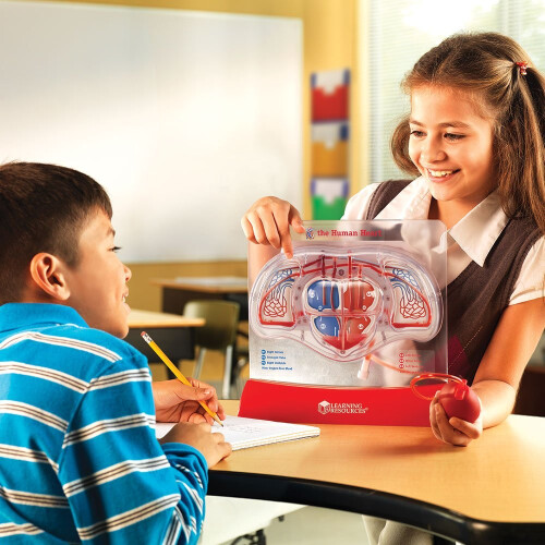 Learning Resources Learning Resources Pumping Heart Model 2