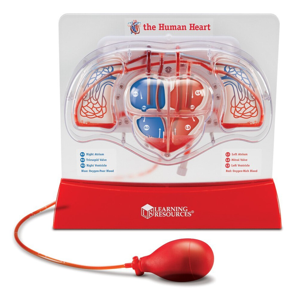 Learning Resources Pumping Heart Model