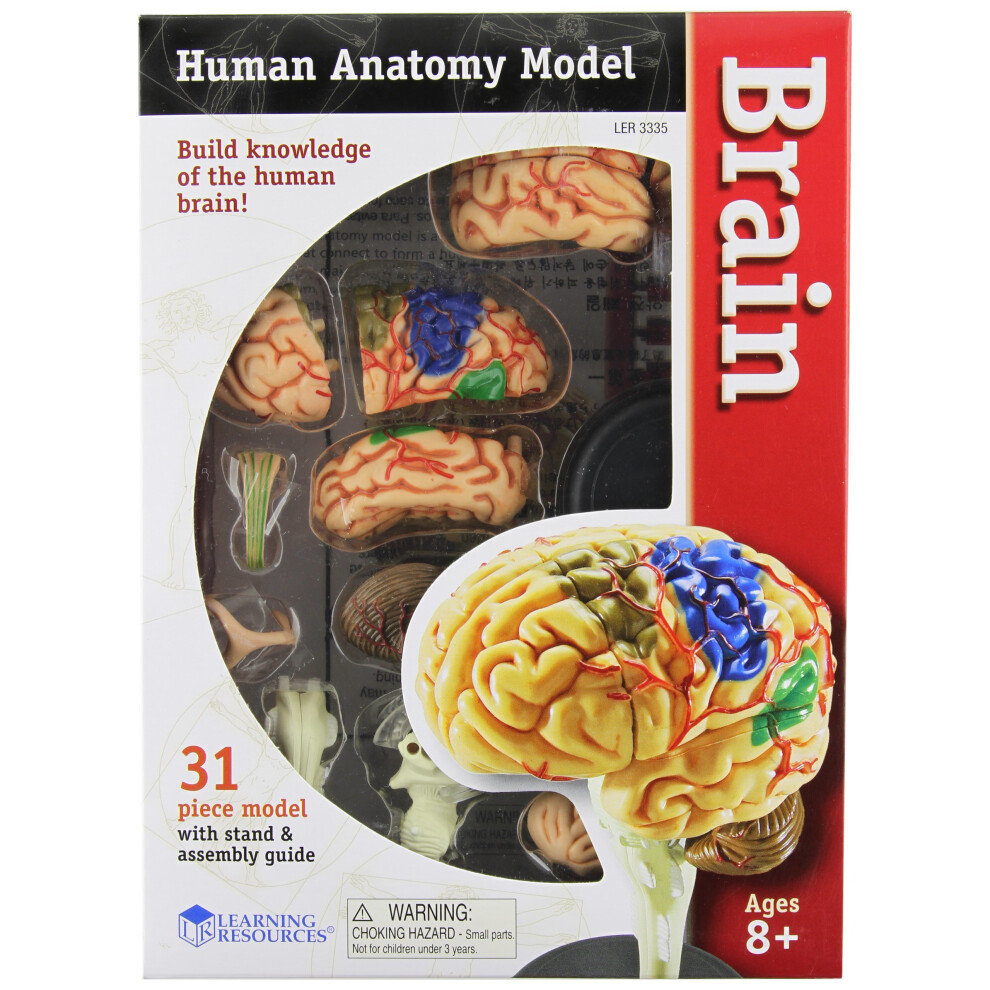 Learning Resources Human Anatomy Brain Model