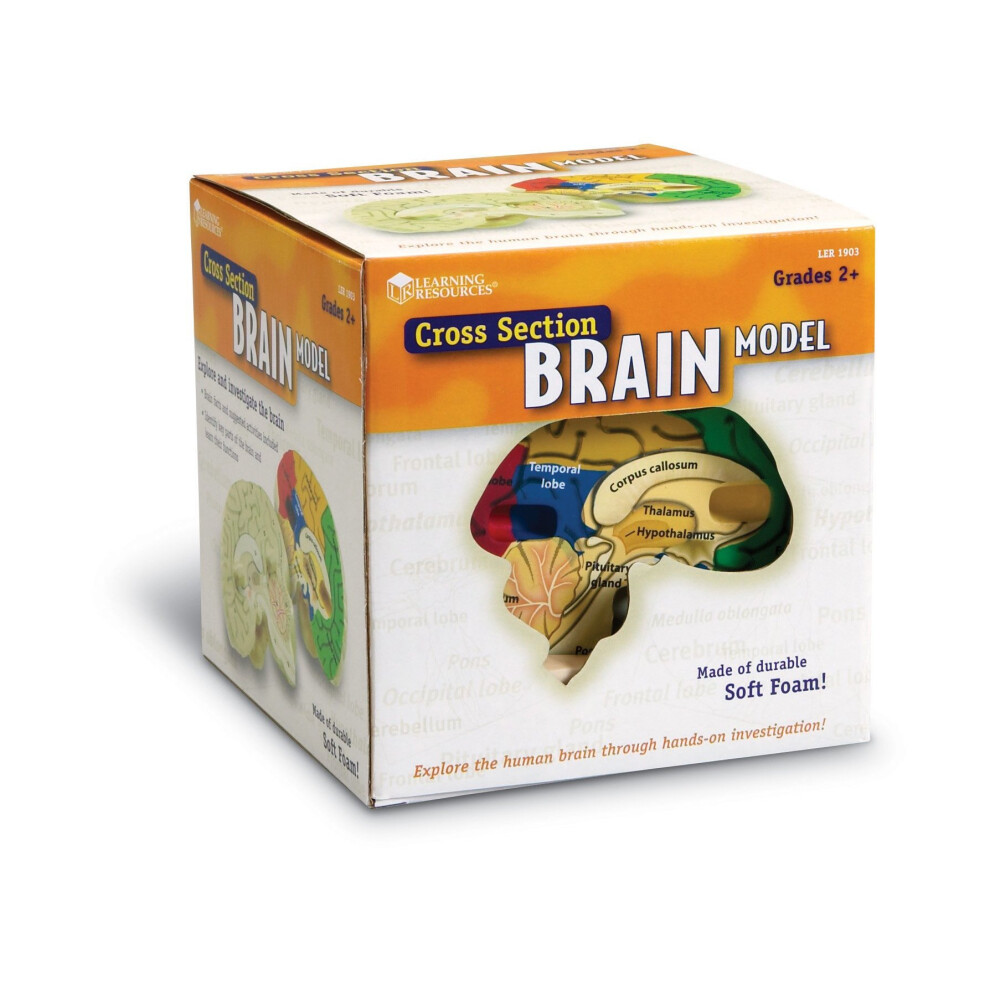 Learning Resources Soft Foam Cross-Section Brain Model