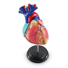 Learning Resources LER3334 Model Heart Anatomy