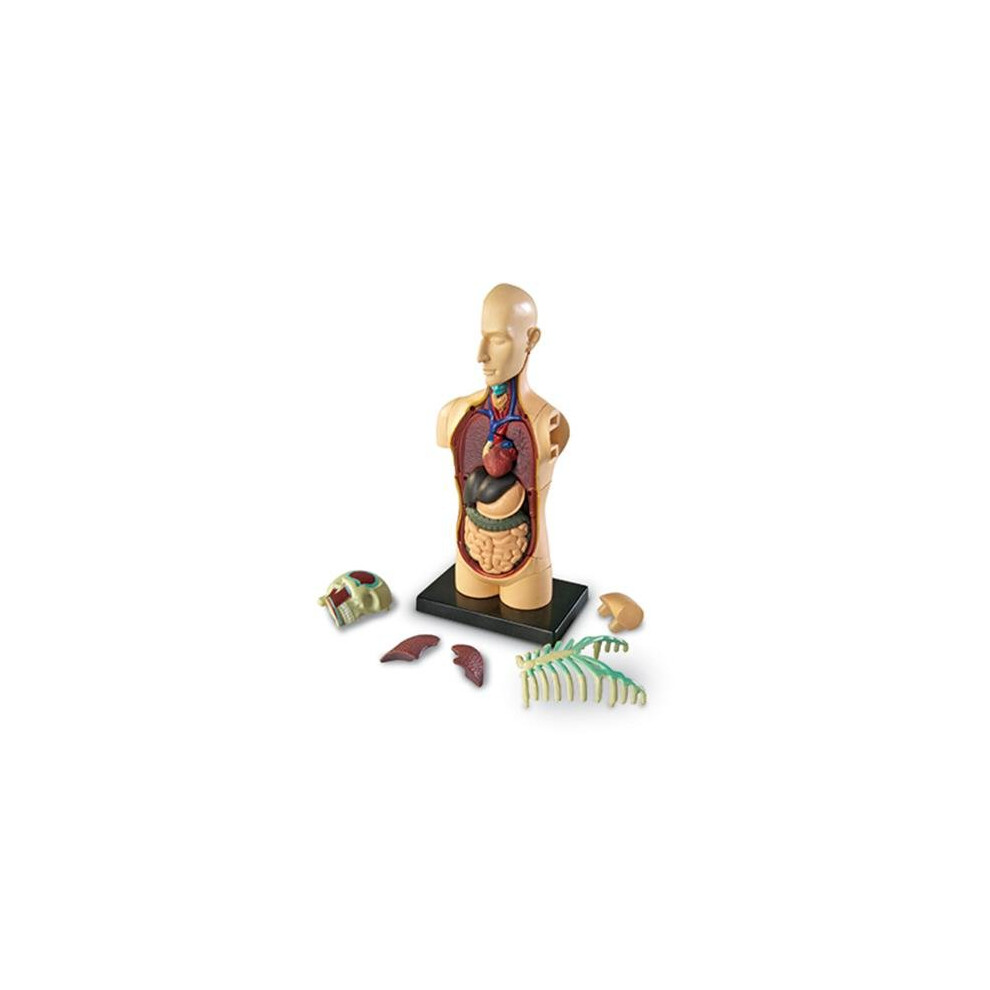 Learning Resources Ler3336 Model Human Body Anatomy