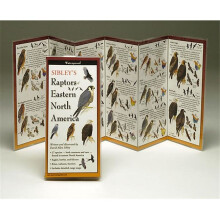 Sibleyapos;s Raptors Eastern North America Book