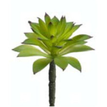 CS1564-GR 6 in. Succulent Green- Case of 24