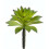CS1564-GR 6 in. Succulent Green- Case of 24 1