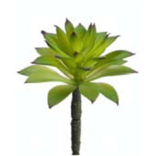 CS1564-GR 6 in. Succulent Green- Case of 24