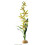 Exo-Terra Spider Orchid 1